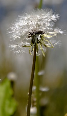 dandy Dandelion