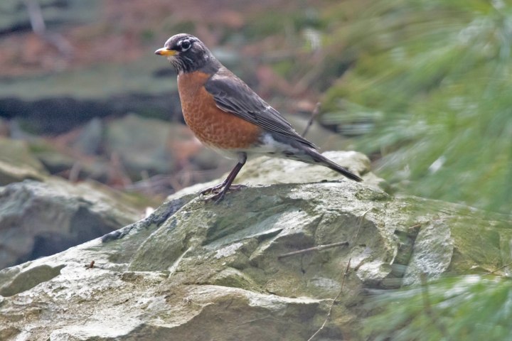 robin